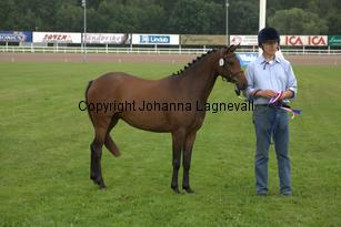 solfagel_7048.jpg