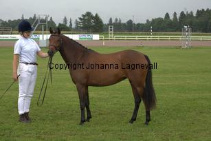 solfagel_7058.jpg