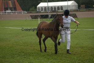 solfagel_7078.jpg