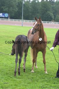 turfhorstnancycrown_7070.jpg