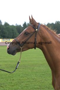 turfhorstnancycrown_7079.jpg
