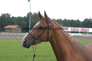 turfhorstnancycrown_7080.jpg