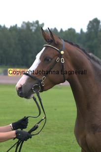 turfhorstpennyroyal_7084.jpg