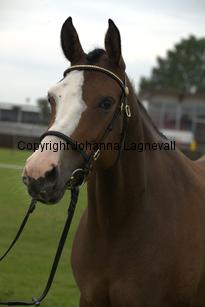 turfhorstpennyroyal_7123.jpg