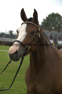 turfhorstpennyroyal_7124.jpg