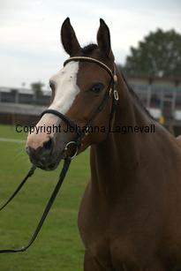 turfhorstpennyroyal_7125.jpg