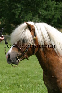 kompisyrrol_1158.jpg
