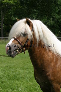 kompisyrrol_1159.jpg