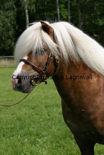 kompisyrrol_1160.jpg