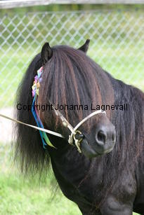 ytterhallsmistral_1263.jpg