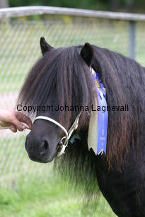 ytterhallsmistral_1264.jpg