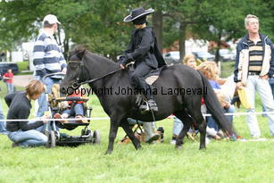 zorro_1052.jpg