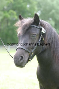 arwen_0975.jpg