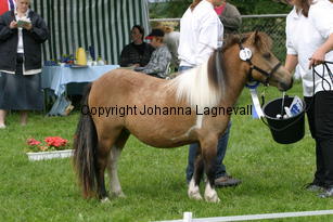 berghultssnoflinga_0985.jpg