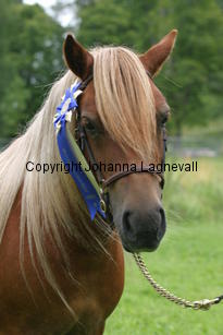dalsgardshillevi_0955.jpg