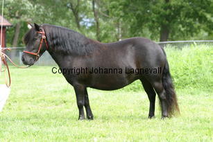 hamraselectra_1022.jpg