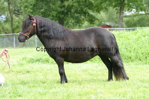 hamraselectra_1026.jpg