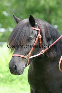 hamraselectra_1027.jpg