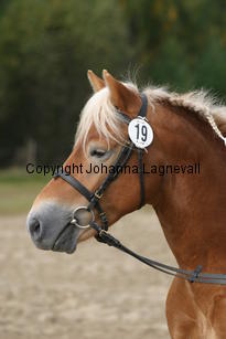 enetsstewart_3596.jpg