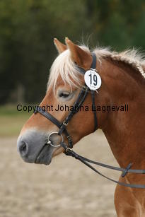 enetsstewart_3597.jpg