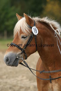 enetsstewart_3598.jpg