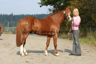 brandyii_3703.jpg