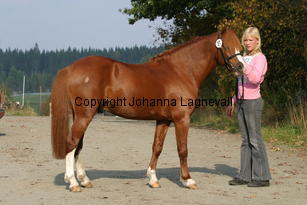 brandyii_3704.jpg