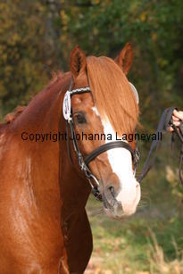 brandyii_3705.jpg
