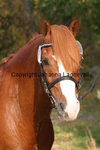 brandyii_3707.jpg