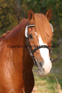 brandyii_3708.jpg