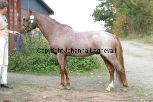 nattenscalmiach_3851.jpg