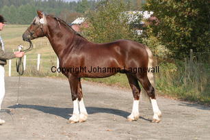 fjordglimtsirthomson_3715.jpg