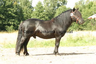 linnestoftadarthvader_3543.jpg