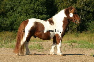 rosengardsmonsun_3495.jpg
