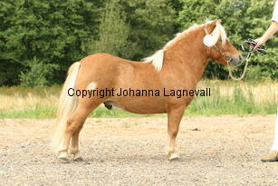 sonofgold_3499.jpg
