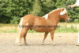 sonofgold_3501.jpg