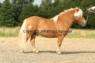 sonofgold_3502.jpg