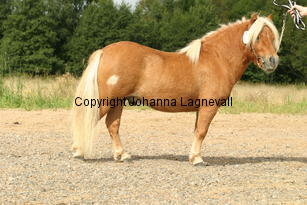 sonofgold_3504.jpg