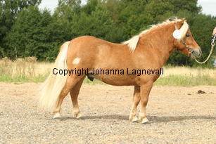 sonofgold_3505.jpg