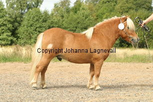 sonofgold_3507.jpg