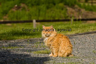 katt_8032-2.jpg