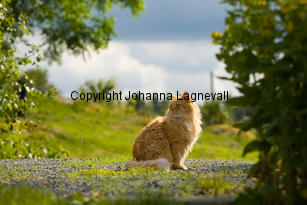 katt_8036-2.jpg