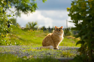 katt_8037-2.jpg