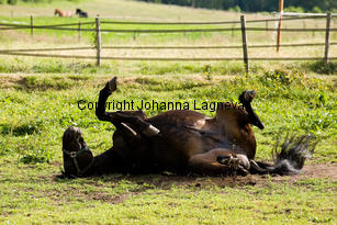 rullning_8026-2.jpg