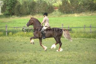 derwenmrt_7801.jpg