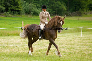 derwenmrt_7844-2.jpg