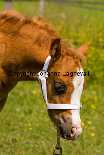 myntas_son_7661-2.jpg