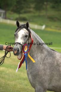 casnewyddanne_7903.jpg