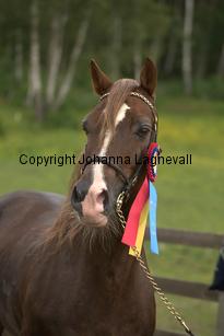 derwenmrt_7878.jpg