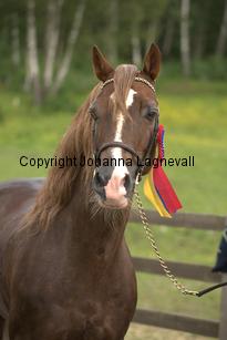 derwenmrt_7879.jpg